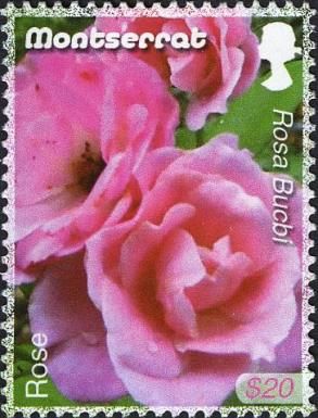 Rose (Rosa bucbi)