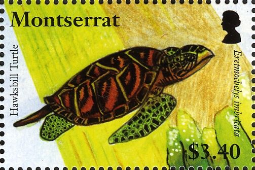 Hawksbill Turtle (Eretmochelys imbricata)