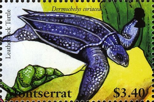 Leatherback Sea Turtle (Dermochelys coriacea)