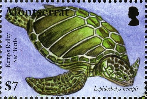 Kemp's Ridley Sea Turtle (Lepidochelys kempii)