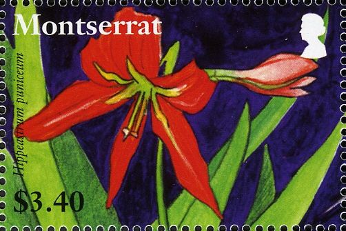 Hippeastrum puniceum