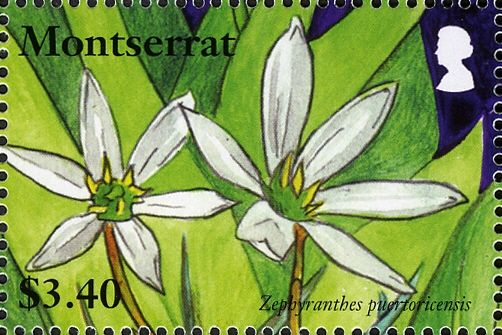 Zephyranthes puertoricensis