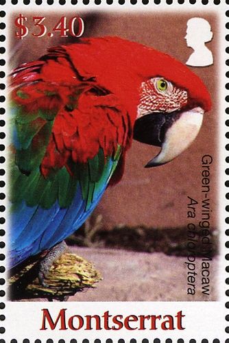 Green-winged Macaw (Ara chloropterus)
