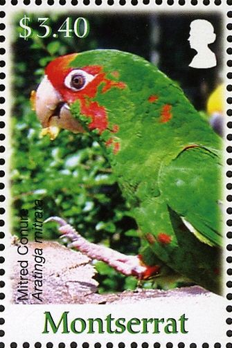 Mitred Conure (Aratinga mitrata)