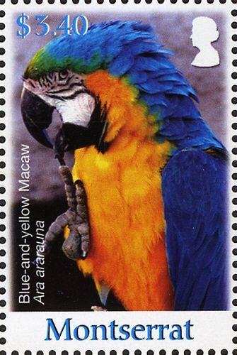 Blue-and-yellow Macaw (Ara ararauna)