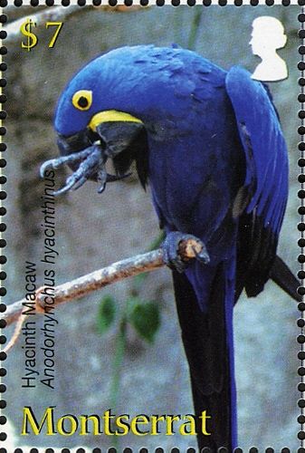 Hyacinth Macaw (Anodorhynchus hyacinthinus)