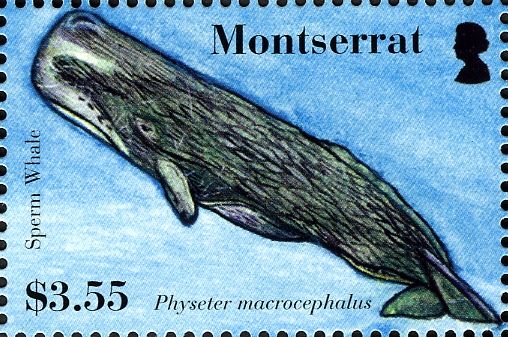 Sperm Whale (Physeter macrocephalus)