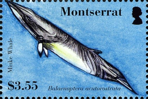 Common Minke Whale (Balaenoptera acutorostrata)