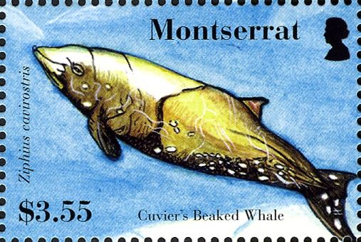 Cuvier's Beaked Whale (Ziphius cavirostris)
