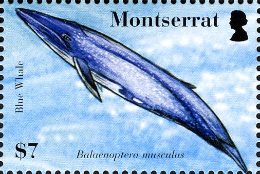 Blue Whale (Balaenoptera musculus)