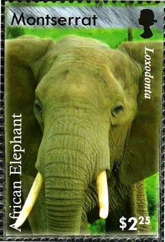 African Elephant (Loxodonta africana)