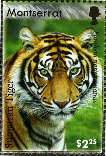 Sumatran Tiger (Panthera tigris sumatrae)