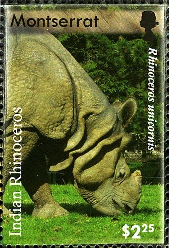 Indian Rhinoceros (Rhinoceros unicornis)