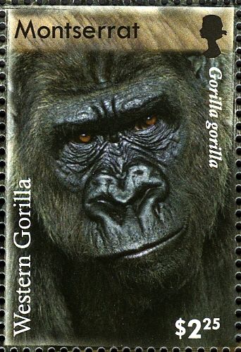 Western Gorilla (Gorilla gorilla)