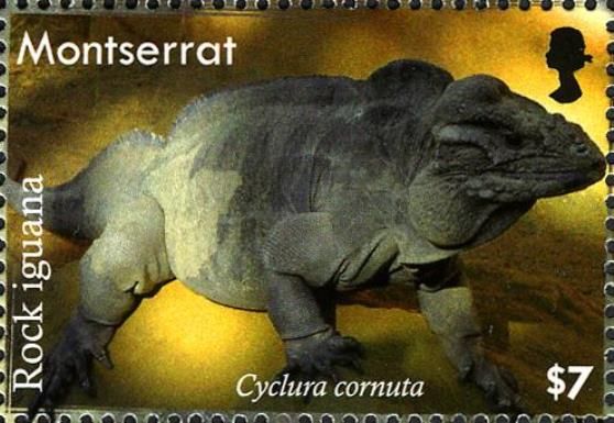 Rock Iguana (Cyclura cornuta)