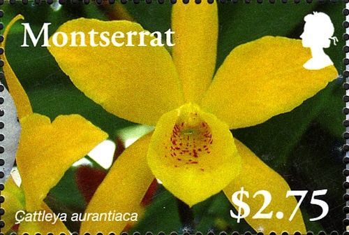 Cattleya aurantiaca