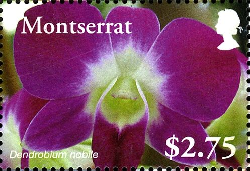 Dendrobium nobile
