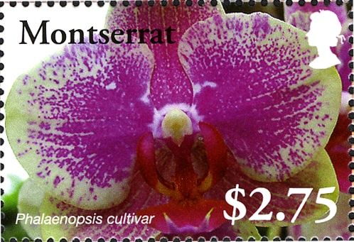 Phalaenopsis cultivar