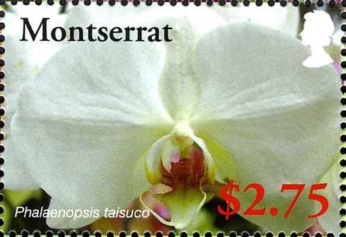 Phalaenopsis taisuco