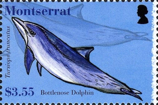 Common Bottlenose Dolphin (Tursiops truncatus)