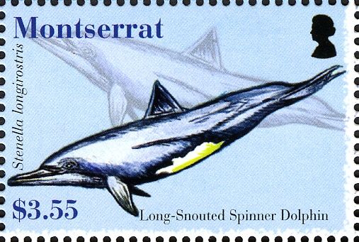 Long-snouted Spinner Dolphin (Stenella longirostris)