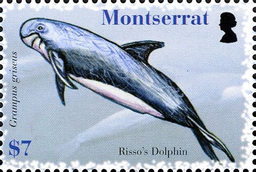 Risso's Dolphin (Grampus griseus)