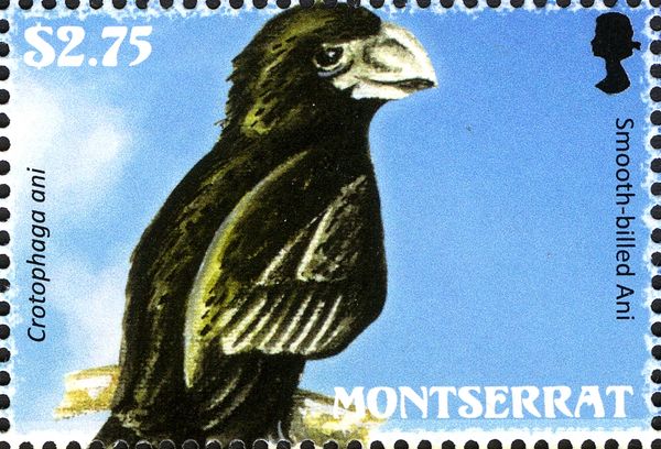 Smooth-billed Ani (Crotophaga ani)
