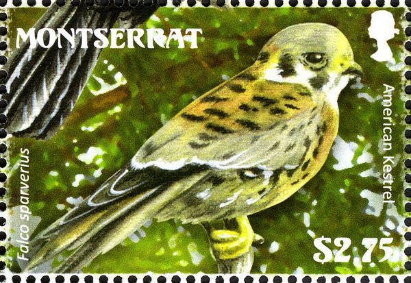 American Kestrel (Falco sparverius)