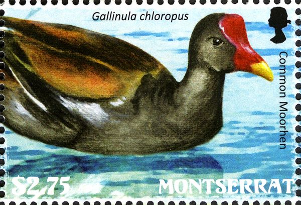 Common Moorhen (Gallinula chloropus)