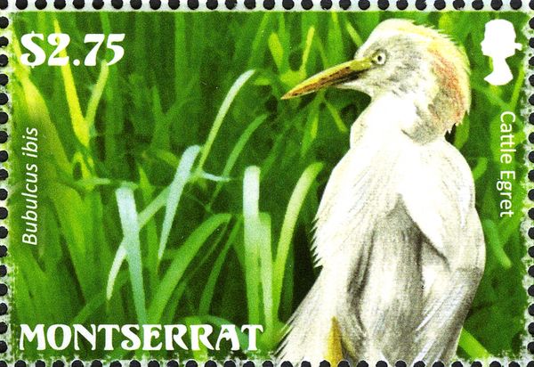 Cattle Egret (Bubulcus ibis)