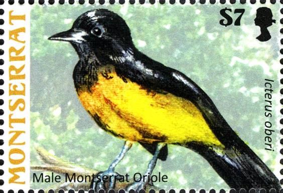 Male Montserrat Oriole (Icterus oberi)