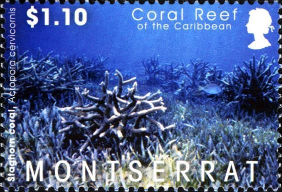 Staghorn Coral (Acropora cervicornis)