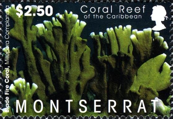 Blade Fire Coral (Millepora complanata)