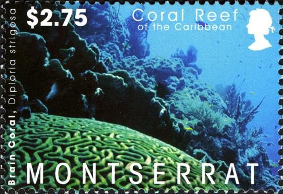 Symmetrical Brain Coral (Diploria strigosa)