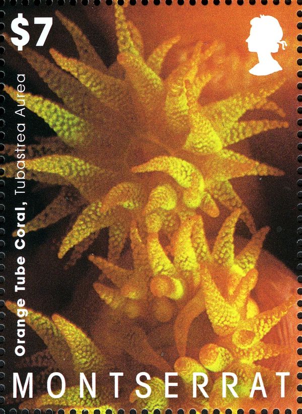 Orange Tube Coral (Tubastrea aurea)