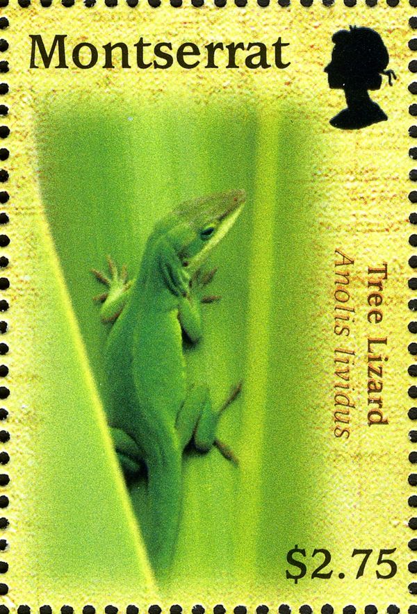 Tree Lizard (Anolis lividus)