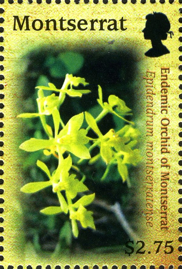 Endemic Orchid (Epidendrum montserratense)