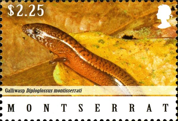 Montserrat Galliwasp (Diploglossus montisserrati)