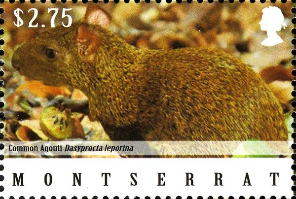 Common Agouti (Dasyprocta leporina)