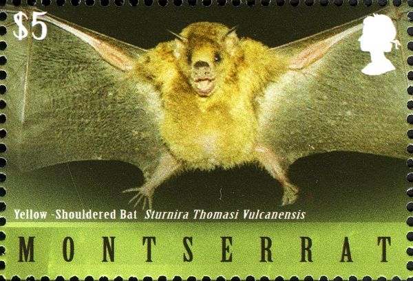 Yellow-shouldered Bat (Sturnira thomasi vulcanensis)