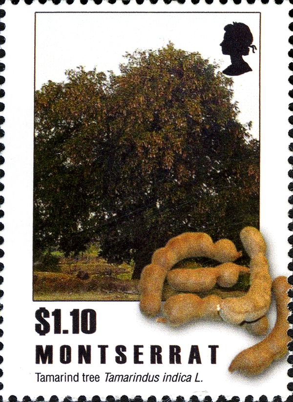Tamarind (Tamarindus indica)