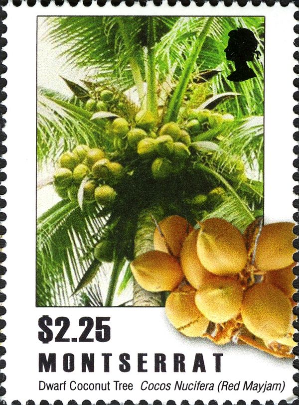 Dwarf Coconut (Cocos nucifera)