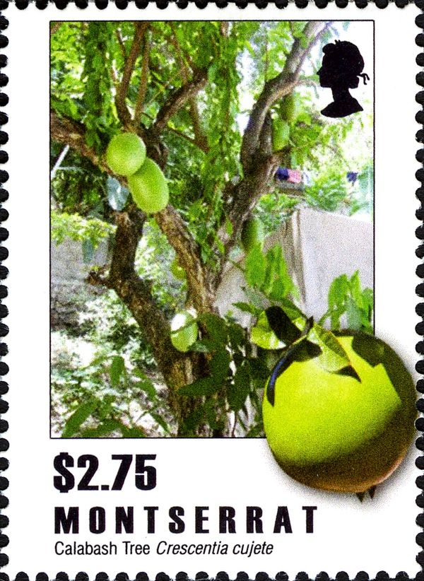 Calabash (Crescentia cujete)
