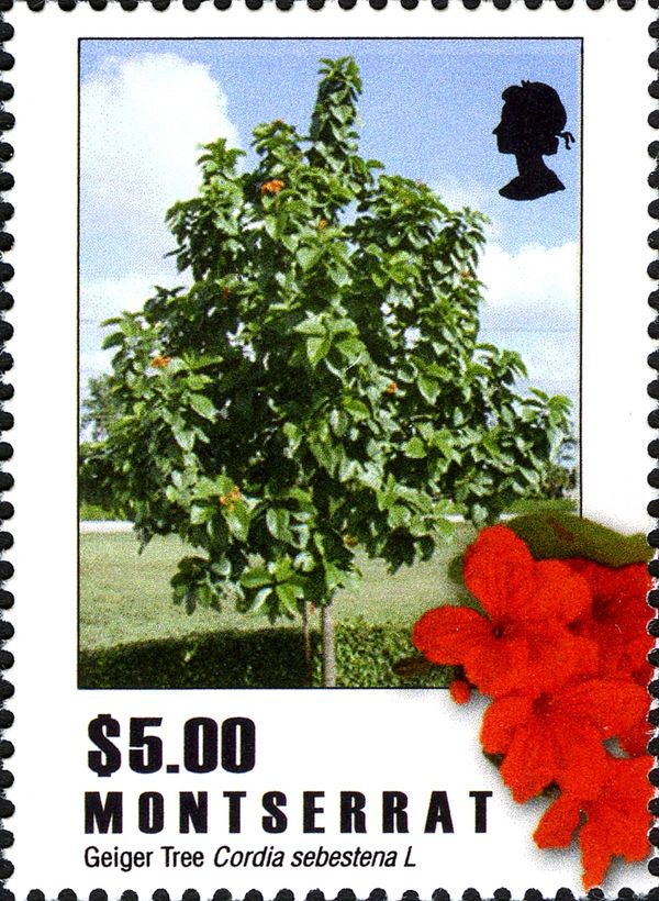 Geiger Tree (Cordia sebestena)