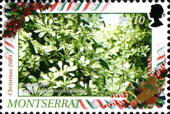 Snowflake Bush (Euphorbia leucocephala)