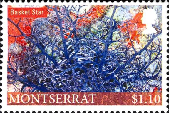 Basket Star (Gorgonocephalus eucnemis)