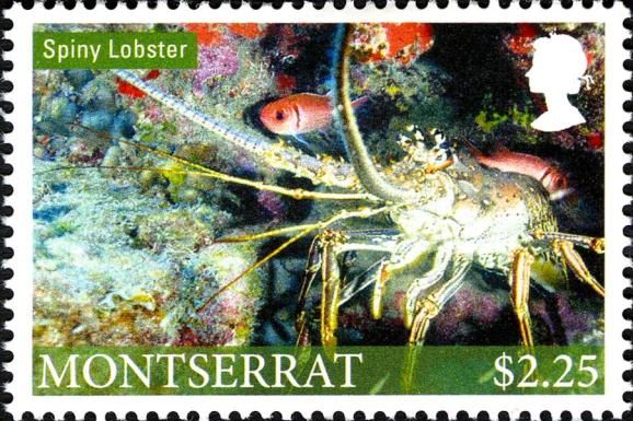 Spiny Lobster (Panulirus sp.)