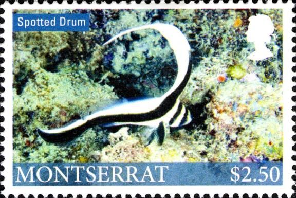 Spotted Drum (Equetus punctatus)
