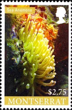 Sea Anemone (Actiniaria sp.)