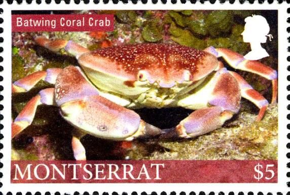 Batwing Coral Crab (Carpilius corallinus)